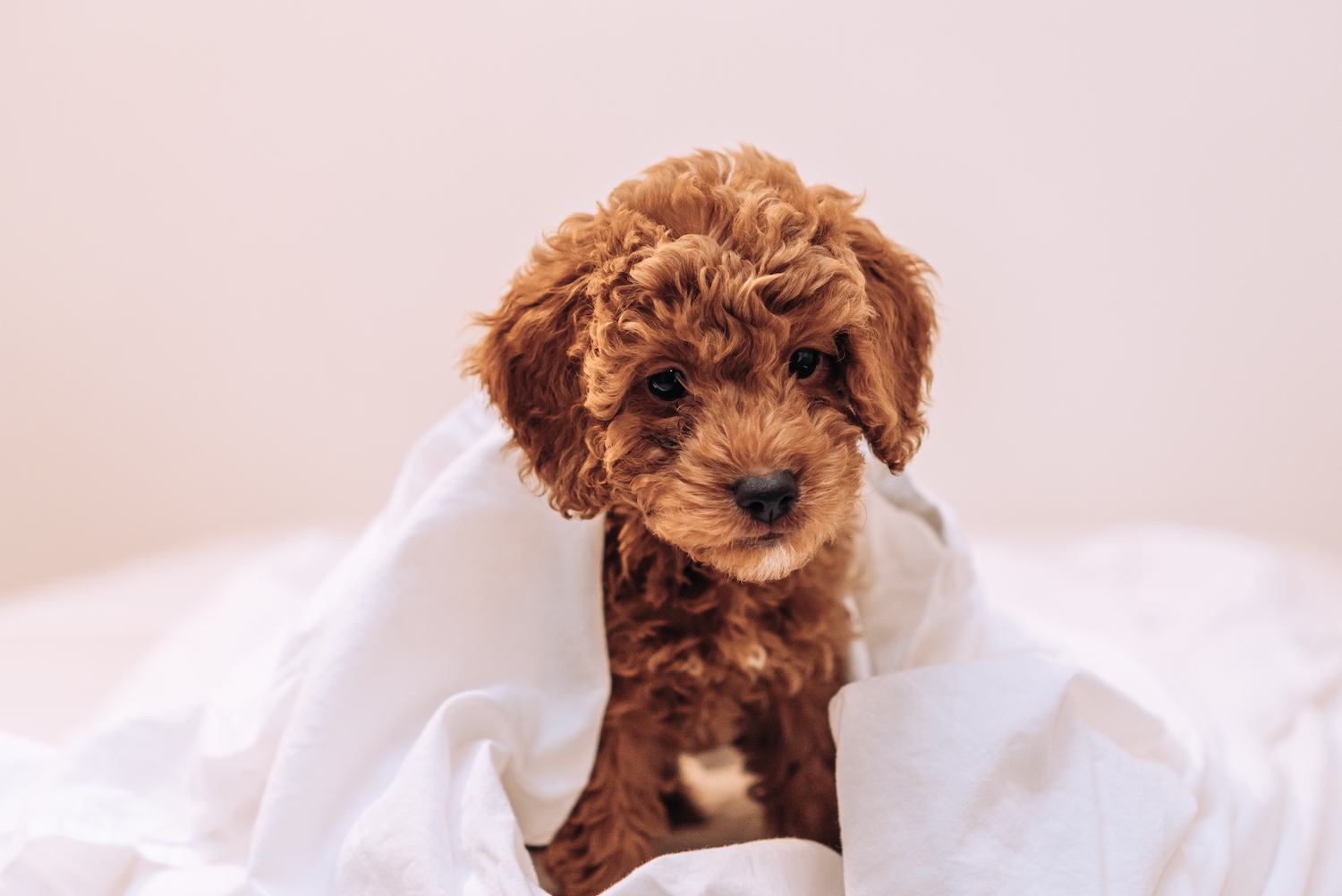 puppy